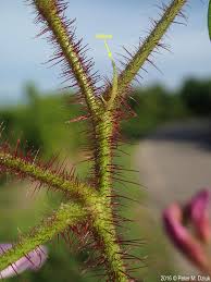 Image result for Robinia hispida