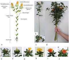 Check spelling or type a new query. Scielo Brasil Post Harvest Of Safflower Flower Stems Harvested At Different Times And Submitted To Different Preservative Solutions Post Harvest Of Safflower Flower Stems Harvested At Different Times And Submitted To Different