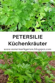 Petersilie Anbauen Krauter Wilder Majoran Gewurze Und Krauter