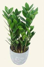 Zamioculcas Zamiifolia Aroid Palm Low Maintenance Indoor Plants Indoor Plants Plants
