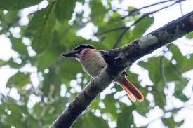 See more ideas about kingfisher, species, birds. Www Birdquest Tours Com Wp Content Uploads 2019