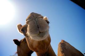 Rumor has it that they too may have been skyward bound were it not for their size. Camel And Horse Rides To Be Banned At Giza Pyramids After Peta Campaign News Peta Australia