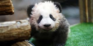 Find over 100+ of the best free animal images. Animal News Nbc News