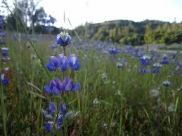 The flowers discount prices instead wilmington has partnered with a service delivery flowers most dedicated and most reliable in. Bodacious Bloomers Santa Cruz