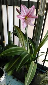 黄筋アマリリスとネリネ 新へそ曲がりおじさんの花便り 旧へそ曲がりおじさんの へそ曲がりなオカヤドカリ飼育法
