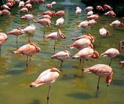 Best National Parks For Wildlife Spotting Everglades National Park National Parks Everglades