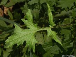 Image result for Sisymbrium burchellii