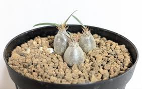 Image result for Stathmostelma gigantiflorum