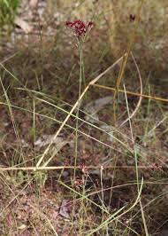 Image result for Polycarpaea