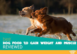 I will provide estimates based on the best my memory can manage right now 5 Best Dog Food To Gain Weight And Muscle 2020 Reviews