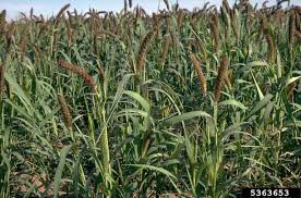 Image result for Setaria italica