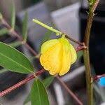 Image result for Senna sophera