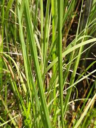 Image result for Eleocharis mutata