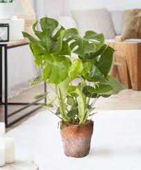 Monstera Deliciosa Struik Monstera Bolbloemen Kamerplanten
