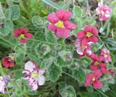 Image result for Jamesbrittenia burkeana