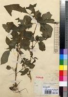 Image result for Impatiens burtonii