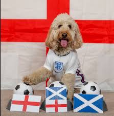 Nhận định anh vs scotland tổng số bàn thắng được ghi nhận là 16, trung bình mỗi trận kết thúc với 4 bàn thắng. 9qxqwykkwznucm