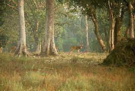 And experience, leading you on a joyful journey. Kanha Nationalpark Wikipedia