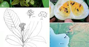 Image result for Voacanga chalotiana