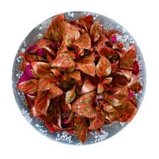 Image result for Nesaea pedroi