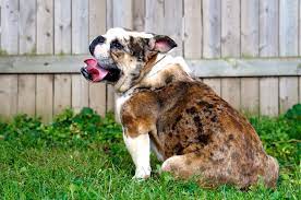 11952850 1688418214711702 3449441848987203852 O Jpg 2 048 1 360 Pixels English Bulldog Bulldog Pets