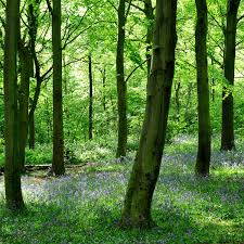 Nature 4k wallpapers for mac, pc, iphone 10 and x, ipad, android and windows 10. Two Hour Dose Of Nature Significantly Boosts Health Study Environment The Guardian