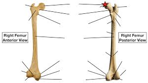 The diaphysis is the tubular shaft that runs between the proximal and distal ends of the bone. See 44 What You Did Not Know About Blank Diagram Of A Long Bone This Is An Online Quiz Called Long Bone Parts Quiz Halliepery