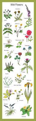 We did not find results for: Common Wild Flowers Found In Irish Meadows And Woodlands Wild Plants Wild Flowers Plants