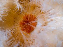 Image result for Aneilema nyasense