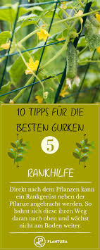 10 Tipps Fur Die Besten Gurken Aus Dem Eigenen Garten Rankhilfe Gurke Tipps