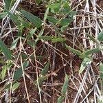 Image result for Wajira grahamiana