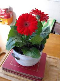 We did not find results for: 18 Non Toxic Air Purifying Indoor Plants For Your Home Flowering House Plants Gerbera Jamesonii Plant Pictures
