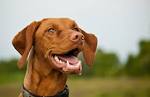 Vizsla Dog Breed Information and Pictures