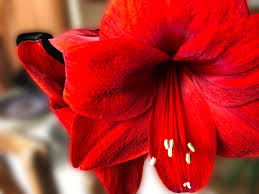Image result for Hippeastrum