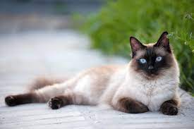 Siam@siam design hotel bangkok, bangkok. Siam Cat S Best