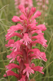 Image result for Satyrium macrophyllum