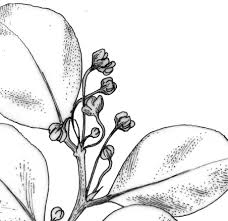 Image result for Phyllanthus bernierianus