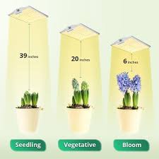Light cycle for indoor flowering stage. How Far Should Led Grow Lights Be From Plants Viparspectra Eu