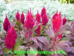 Image result for Celosia elegantissima