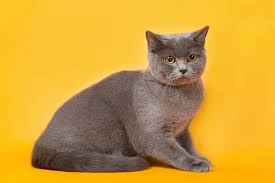 Did you know that the average house cat weighs somewhere between 8 and 10 pounds? Why Is My British Shorthair So Small