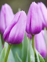 Violet Beauty Single Late Tulip Tulip Bulbs Tulips Tulip Bulbs For Sale