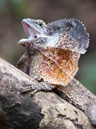 27 Frilled Lizard Chlamydosaurus Kingii Ideas Frilled Lizard Lizard Reptiles And Amphibians