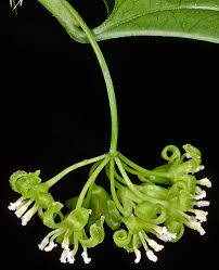 Image result for Smilax