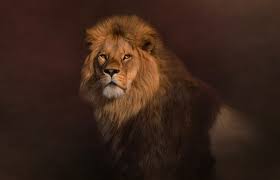 Jogador profissional de cs:go, 21 anos. Leo Animal Sign And Purpose In The Zodiac Lovetoknow