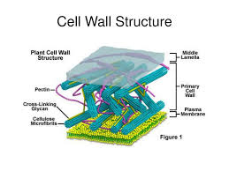 Maybe you would like to learn more about one of these? Cell Wall