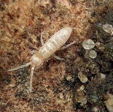 Flea bites commonly cause painful, itchy red bumps. What Is That Spring Smell Geosmin Soil Smell