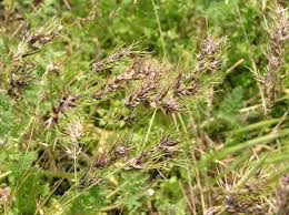 Image result for Poa binata