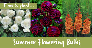 You can't beat dahlias when it comes to impressive blooms. It S Time To Plant Summer Flowering Bulbs Wilkolife