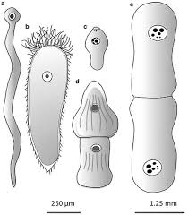 Image result for Lankesteria