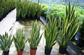 Tanaman hias yang bisa ditanam di air ini kemudian disebut dengan tanaman hias air. Budidaya Tanaman Hias Paling Banyak Di Indonesia Bibitbunga Com